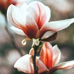 anu shivani - @anu_shivani_73 - Instagram