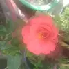 anusujith - @anu_sujith - TikTok