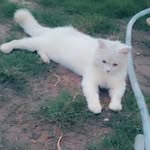 anu tahir - @aneelat877 - Instagram