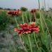 Anu Verma - Facebook