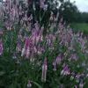 @anuar80 - @anuarali_80 - TikTok