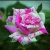 Anuar Ali - @anuarali9 - TikTok