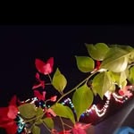 Anum Ayaz - @farifarha67 - Instagram