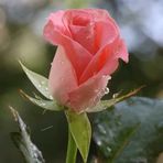 Anup Saha - Facebook
