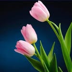 Anurag Dave - @anuragagi - Instagram