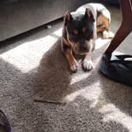 anwar brooks - @4waykennels - Instagram
