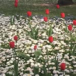 Anwar Elahi - @elahi8238 - Instagram