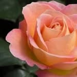 Muhammad Anwar Elahi - @muhammadanwarelahi - Instagram