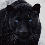 Anwar Hamed - @anwarhamed3557 - Instagram