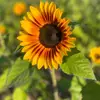 Abedrabbo Anwar Hanna - @abedrabbo.anwar.h - TikTok