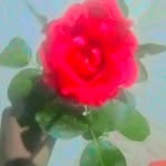 Anwar haque - @anwarhaque326 - Instagram