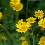 Anwar Idris Hessen - @anwaredreshessen - Instagram