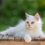anwar jahan - @_anwar.jahan_ - Instagram