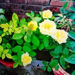 Anwar Jahan - Facebook