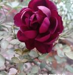 Anwarul Kibria - Facebook