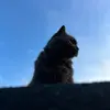 Anwen_s_thomas - @anwenlst - TikTok