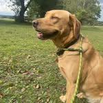 Anya Allen - @labrador_you_lots - Instagram