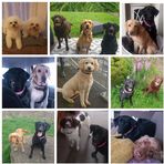 Anya Allen Pet Services  - Facebook