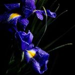 Anya Summers - @iris_purple33 - Instagram