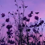 Anna Sutherland - Facebook