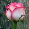 aparna paik - @aparnapaik01 - TikTok