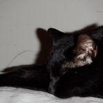 Apollo Diaz 🐈‍⬛ - @apollo_ivan_ - Instagram