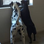 April & Archie 💕 - @adventures_of_april_and_archie - Instagram