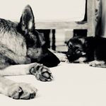 April & Archie GSD - @aprilnarchie - Instagram