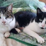 April, Tiger & Archie 🐱 - @ourcatfamily.prr - Instagram