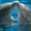 LOMELI🐬 - @aprilamours - TikTok
