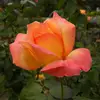 April Bainbridge721 - @aprilbainbridge72 - TikTok