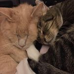 April Bennington - @soulcatt - Instagram