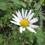 April Fry Betts - @tweetybirdsgranny - Instagram