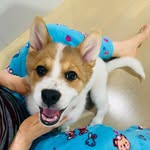 추파랑사월이🐶 - @april_chu_ - Instagram