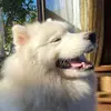 AprilCuevas - @ciudo5 - TikTok