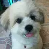 🦋Chico🦋 - @april.diamonds - TikTok