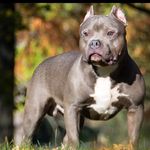 April douglas - @fantasy_kennels_ - Instagram
