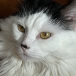 April Gannon - @marcy_the_norwegian_forest_cat - Instagram