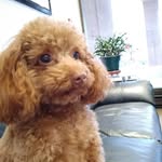 April Gary Leung - @littledoggieapril - Instagram