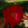 Alex 34 - @aprilholt8 - TikTok