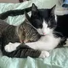 April, Jasper 🐾 , Leo 🐾 - @mr.jasperandmr.leo - TikTok