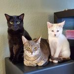 April Kenny Stevie - @agirland3kitties - Instagram