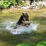 April Lawrence - @607german.shepherd.puppies - Instagram