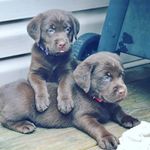 April Lowry - @the_creeksidekennelnc - Instagram