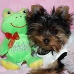 April Michelle McCoy - @my.little.yorkies - Instagram