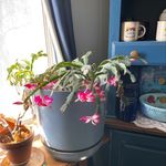 April Whitley - @aprilwhitley64 - Instagram