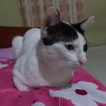 Prasadine Apsara - @apsaraprasadine - Instagram