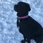 Aqua Wright - @aquatheblacklab - Instagram