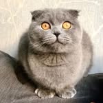 @arabella_scottish_fold - Instagram
