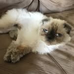 Arabella Ternes - @arabella_scottishfold - Instagram